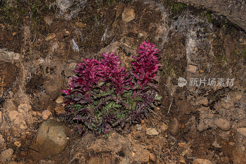 马先蒿(Pedicularis densiflora)，通常被称为印第安勇士或勇士的羽毛，是一种科植物。印第安勇士原产于北美西部的加利福尼亚和俄勒冈州，在灌木林和森林中被发现。